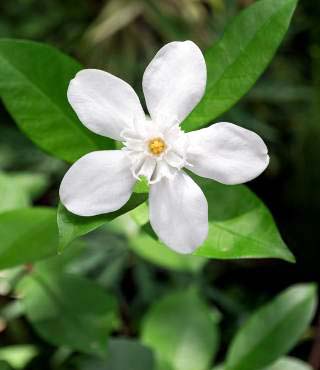 Stephanotis