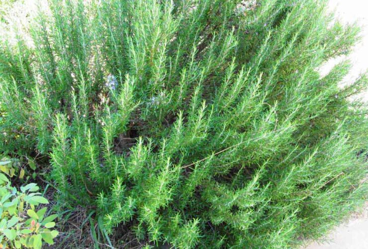 Types of Rosemary Plants