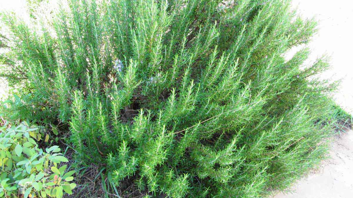 Types of Rosemary Plants