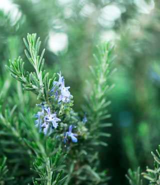 Types of Rosemary Plants