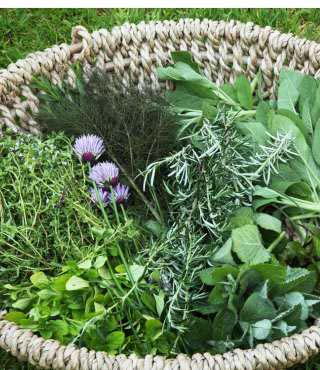 Types of Rosemary Plants