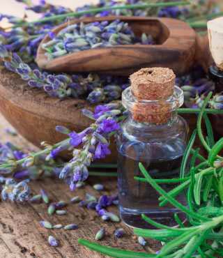 Types of Rosemary Plants