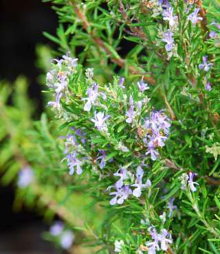 Types of Rosemary Plants