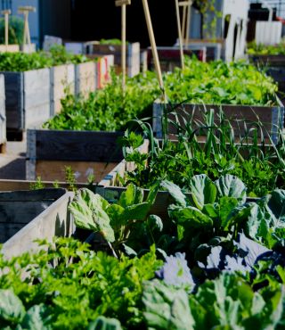 Vertical Vegetable Garden