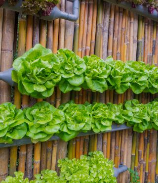 Vertical Vegetable Garden