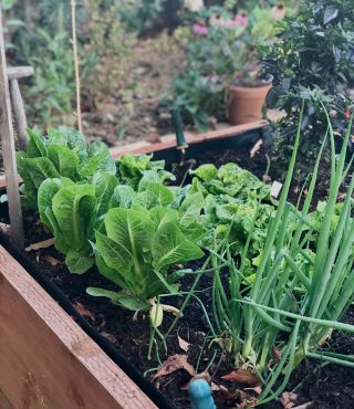 Vertical Vegetable Garden