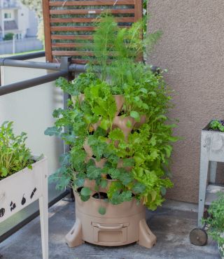 Vertical Vegetable Garden