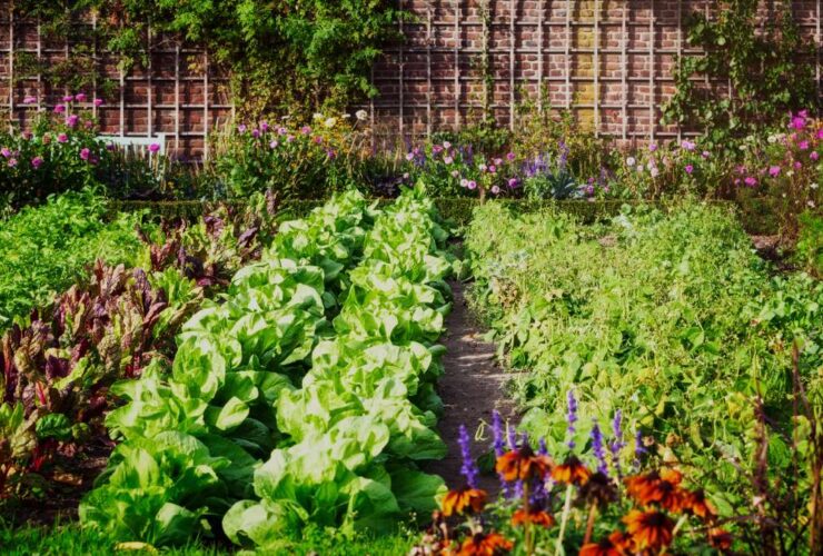 Vertical Vegetable Garden