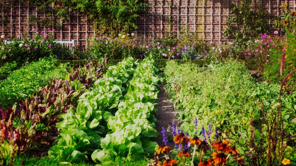 Vertical Vegetable Garden