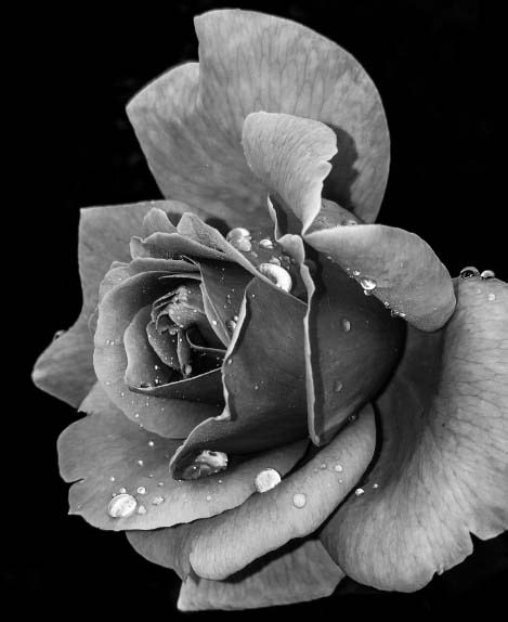 Black and White Flower