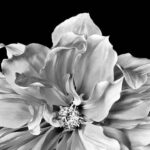 Black and White Flower