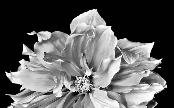 Black and White Flower