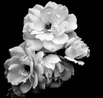 Black and White Flower