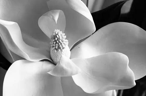 Black and White Flower