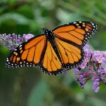 Butterfly Flower