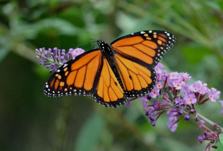 Butterfly Flower