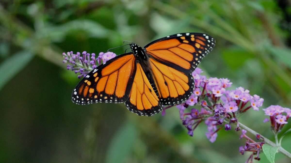 Butterfly Flower