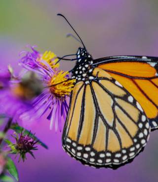 Butterfly Flower