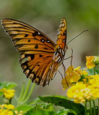 Butterfly Flower