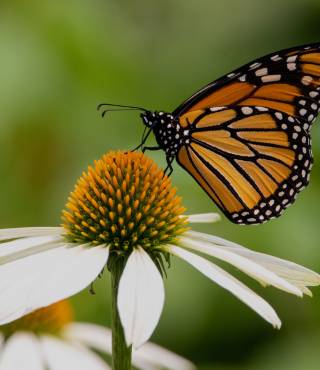 Butterfly Flower