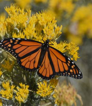 Butterfly Flower