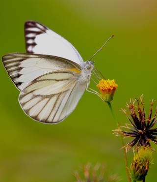 Butterfly Flower