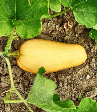 Butternut Squash Growing Stages