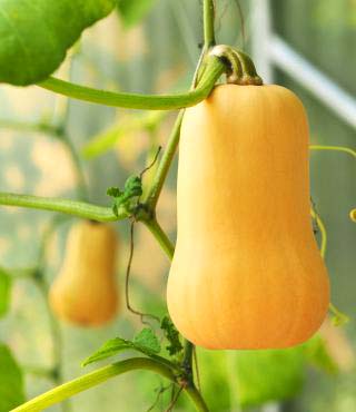 Butternut Squash Growing Stages