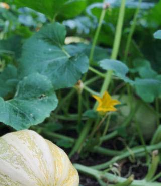 Butternut Squash Growing Stages