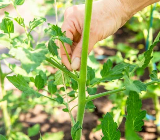 can chickens eat tomato plants