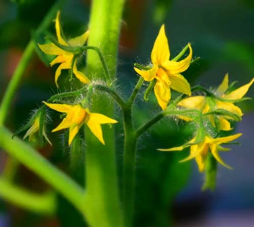 can chickens eat tomato plants