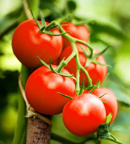 can chickens eat tomato plants