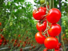 can chickens eat tomato plants