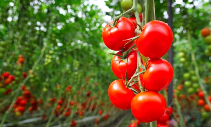 can chickens eat tomato plants