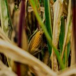 Corn Plant Leaves Turning Brown