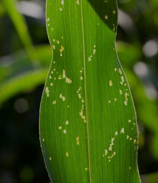 Corn Plant Leaves Turning Brown