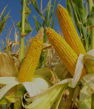 Corn Plant Leaves Turning Brown