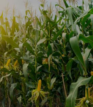 Corn Plant Leaves Turning Brown