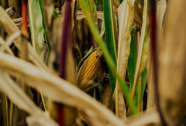 Corn Plant Leaves Turning Brown