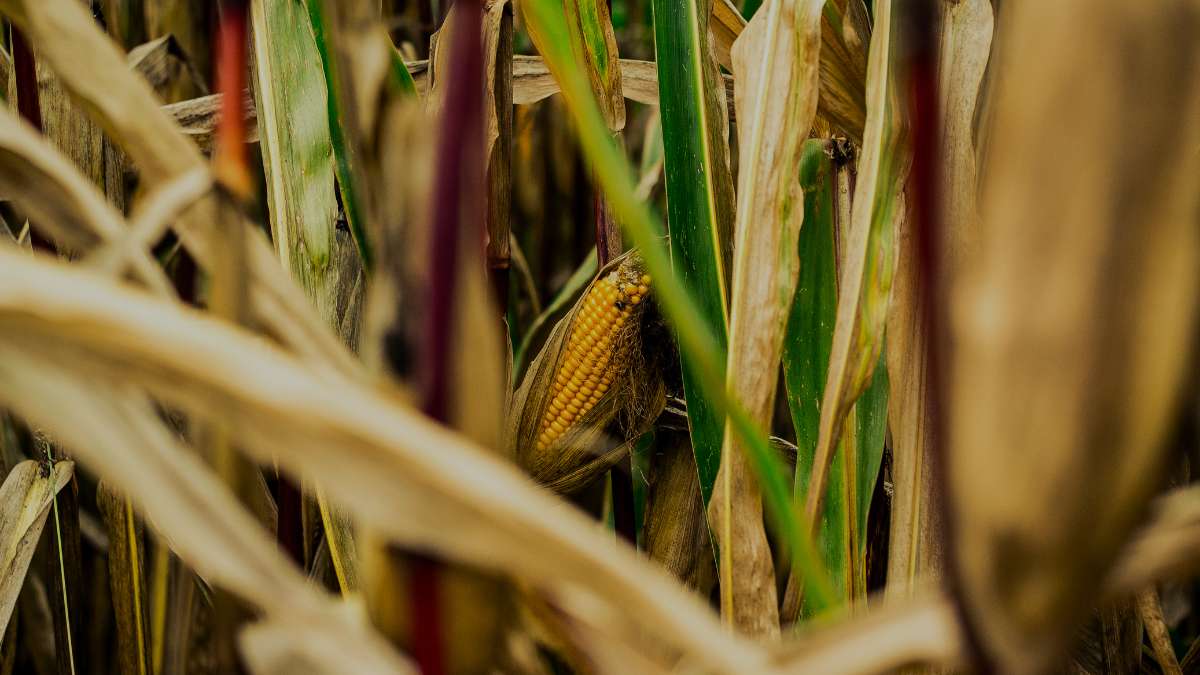 Corn Plant Leaves Turning Brown