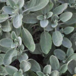 different types of sage plants