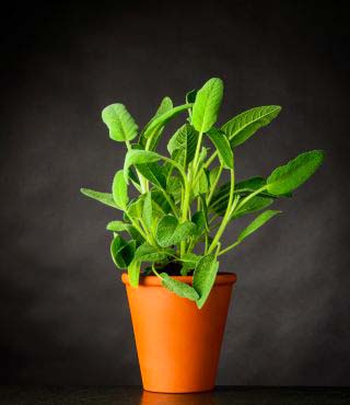 different types of sage plants