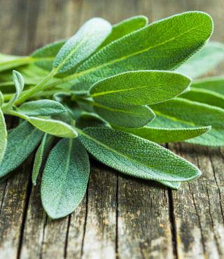 different types of sage plants