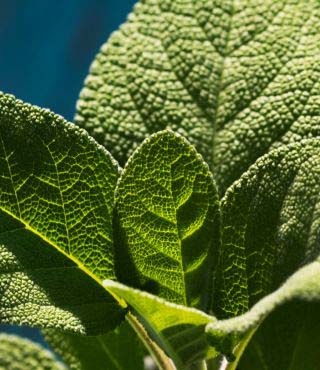 different types of sage plants