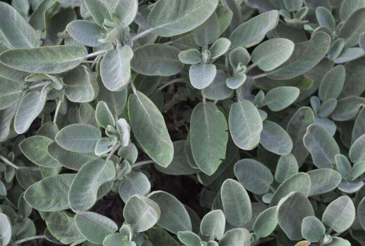 different types of sage plants