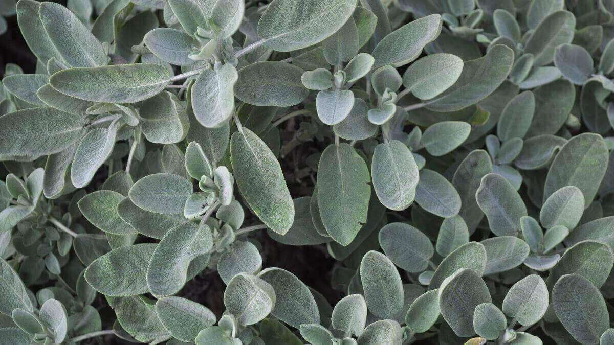 different types of sage plants