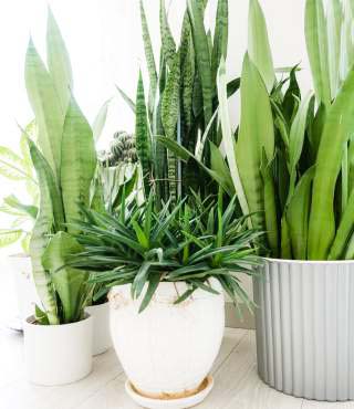 Different Types of Snake Plants