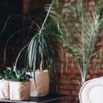 Different Types of Snake Plants