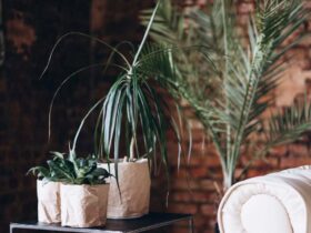 Different Types of Snake Plants