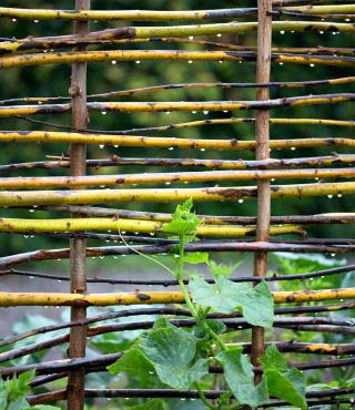 Fence for Vegetable Garden